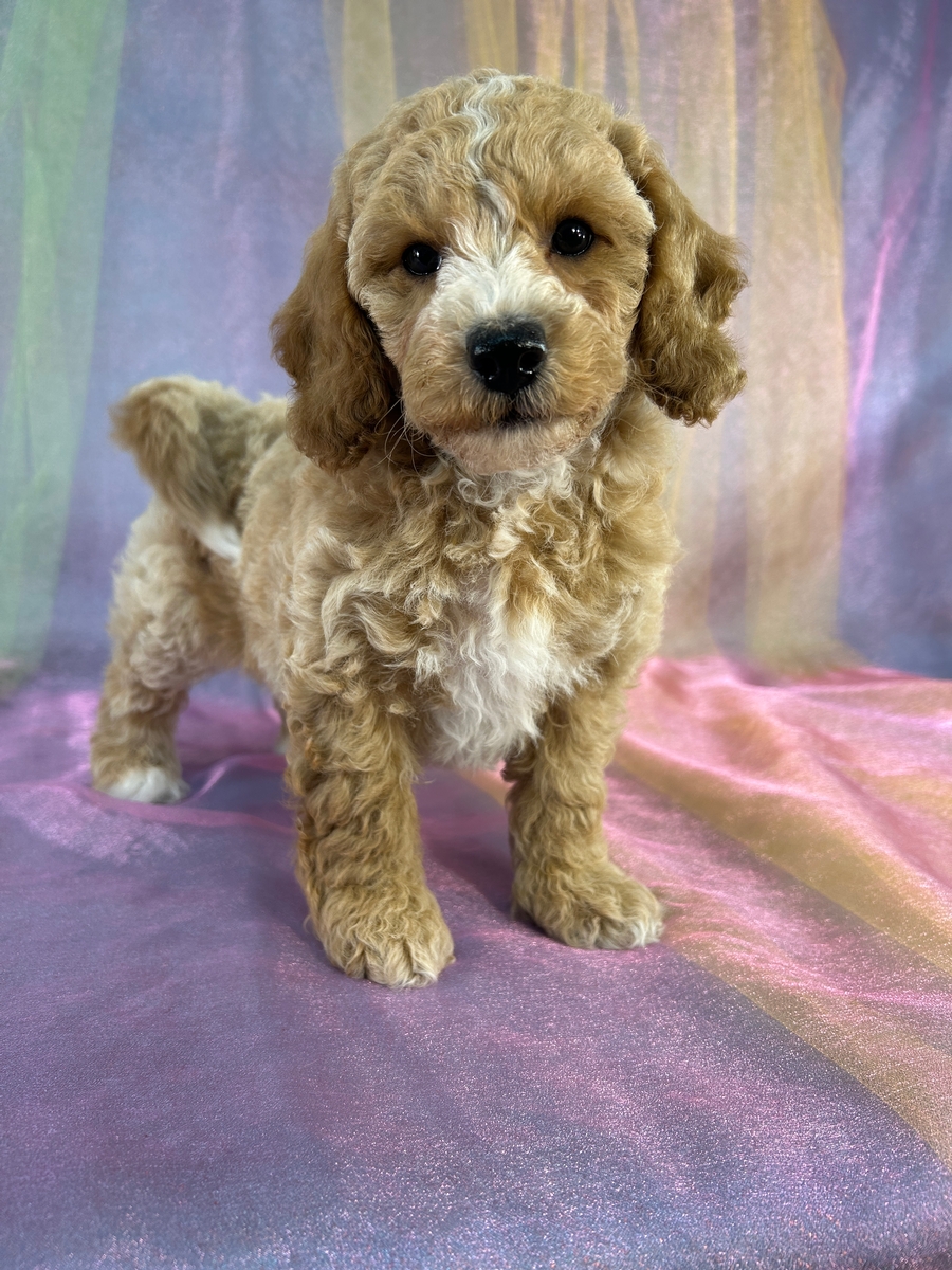 Female Bichon Poodle Puppy for Sale DOB 6-22-2026 $950